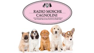 Radio Mosche  Puntata 40 Cagnolini [upl. by Yhtomiht]