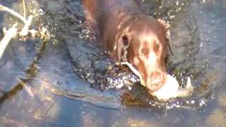 Retriever riporto in acquaeducazione cinofilalabrador al lavoro [upl. by Vedetta]