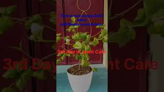 How to grow more jasmine flower and mogra flowersplantsgardengardeningflowersshortsfeedviews [upl. by Spitzer898]