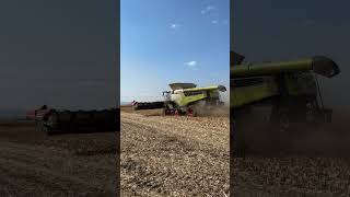 CLAAS Lexion 8800 TT  Geringhoff 12 rows [upl. by Obie]