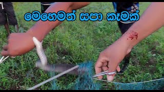 The Rat snake caught in the fish net [upl. by Iem319]