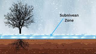 Changing Snow Pack Causes Changes in the Subnivean [upl. by Nollid]