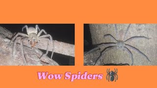 Two giant spiders are also catching food 🕷️🤷‎MrDarau5w [upl. by Jesus567]