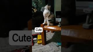 Kitty popping bubbles cats kitty animals america pets cute [upl. by Celestyn938]