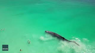 Swimmers Approach Whale Spotted Dangerously Close to Shore [upl. by Inge]