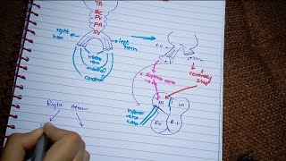 Development of Sinus Venosus l Embryology of sinus Venosus and pulmonary veins l Easy Explained [upl. by Sivert605]