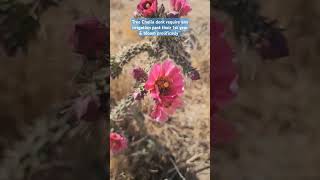 Cylindropuntia Imbricata cacti going into flower late spring 🌸 cactus [upl. by Suivatra]