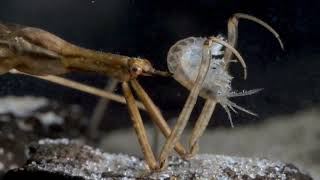 Water stick insect captured side swimmer – 35 mmVízi botpoloska botpoloskát zsákmányol [upl. by Bollay]