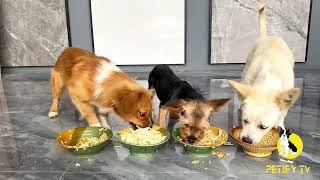 Foods For Puppies To Eat  Puppies Food Review 2024  Petify TV Dog Series 84 puppies viralvideo [upl. by Ia]