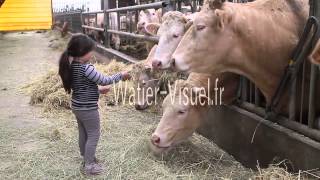 Petite fille distribuant du foin aux vaches en stabulationmp4 [upl. by Gnilyam]