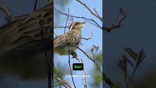 Cantos de aves que trazem saudades da roça [upl. by Sharity]