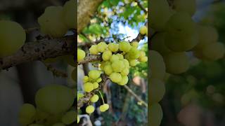 Fruit show star gooseberry shortvideo PouTeary [upl. by Sandry]