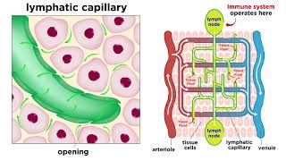 The Circulatory System Part 3 The Lymphatic System [upl. by Belcher]