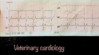 Electrocardiography Basics in veterinary cardiology [upl. by Moina]