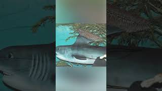 Ancient Sharks The Stethacanthus fish [upl. by Aruat]