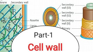 Cell wall structure and functionmsclifesciencecsirnet2020 [upl. by Erotavlas]