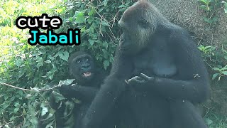 Adorable Gorilla Jabali amp Ringo with Daddy Jabali smiled at Mom Tayari金剛猩猩Ringo拿著菜旋轉Jabali對媽咪笑拉下嘴唇 [upl. by Dygert]