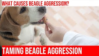 Stopping Beagle Aggression Towards Humans Tips amp Strategies [upl. by Arne]