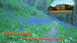 Hartland Abbey Bluebell Sunday [upl. by Sorvats]