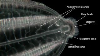 Beroe forskalii Ctenophora a comb jelly with global distribution [upl. by Perkoff]