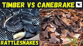 Canebrake Rattlesnake vs Timber Rattlesnake  Fangs in Your Face Feeding Strikes [upl. by Nykal350]