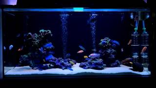 Африканские цихлиды African cichlids malawi aquarium 140gallon tank [upl. by Beret458]