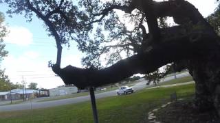 The Largest Live Oak tree in Texas grandmas Oak located in Columbus Texas [upl. by Radbourne954]