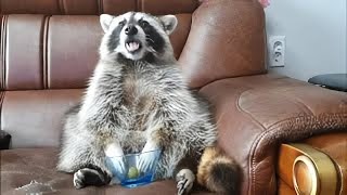 This raccoons reaction when it runs out of grapes is just priceless [upl. by Joell110]