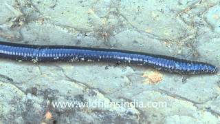 Giant earthworm in Mizoram [upl. by Ioves944]