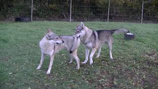 2019 Portée Akshaya amp Izaak  parade amoureuse Elevage des Loups dAkairo [upl. by Rebmeced]