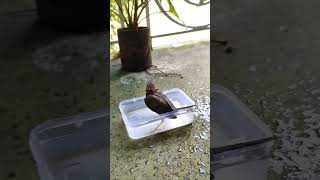 Munia Bird Bathing Natures Delight BirdBath NatureLovers MuniaMagic BirdWatching Shorts [upl. by Ynavoj]