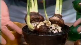 How to care for Paperwhites  Gardening In America [upl. by Whitcomb]