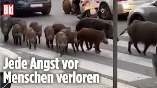 Rom Wildschweine laufen durch die Innenstadt [upl. by Schouten]