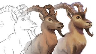 Extinct Animals 3  Pyrenean Ibex Speed Painting [upl. by Griffy]