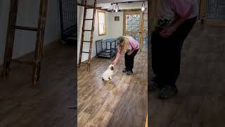 Cavachon Puppy Training 12 weeks old he’s so smart amp cutest puppy ever😍 [upl. by Celestyn]