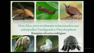 Tardigrada e Onychophora [upl. by Tillfourd605]