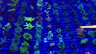 World Wide Corals  Off Site Coral Farm  GET YOUR CORAL FIX [upl. by Salangia]