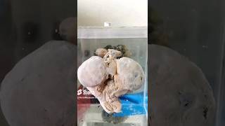 Uterus with fetus specimrn mounting video😨👍🏻baby fetus babyshorts museum cutebaby uterus [upl. by Htomit]