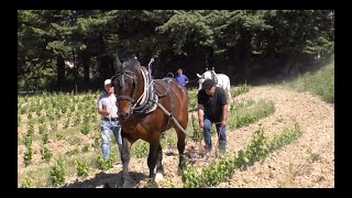 Les bâtisseurs du Grand Pays  Hommage à nos Paysans vignerons [upl. by Yrannav]