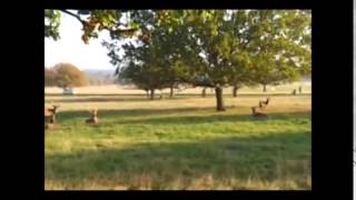 Fenton Chases Deer in Richmond Park  Original  Viral Needs [upl. by Teagan402]