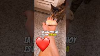 The CUTEST Cat Moments Ever [upl. by Matless]