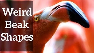 Weird Beak Shapes  And Why They Make Sense [upl. by Eniaj]