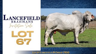 Lot 67 Lancefield M Emilio 7950 [upl. by Yalahs]