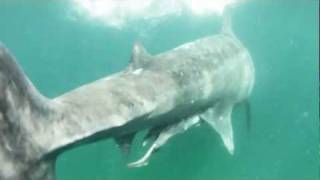 Swimming with Basking Sharks Outer Hebrides Scotland [upl. by Yorztif]