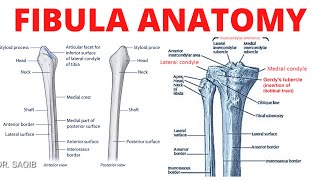 Fibula Anatomy [upl. by Anelav15]