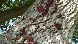 Boxelder Bugs in Boxelder Tree in Milton ON [upl. by Sucramed]