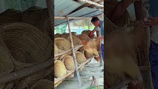 The process of raising chickens with straw chicken coops [upl. by Ilaw]