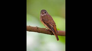 FlyCatchers in Singapore Botanic Garden with Olympus 150600mm [upl. by Kyl]