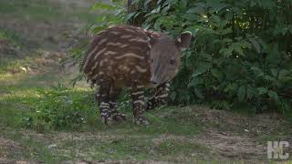 Meet Houston Zoos newest resident A baby tapir [upl. by Annaj]