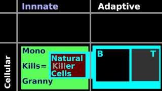 Lymphocyte Histology Natural Killer Cell Helper T Cytotoxic T cell B plasma antibody nucleus [upl. by Imoan439]